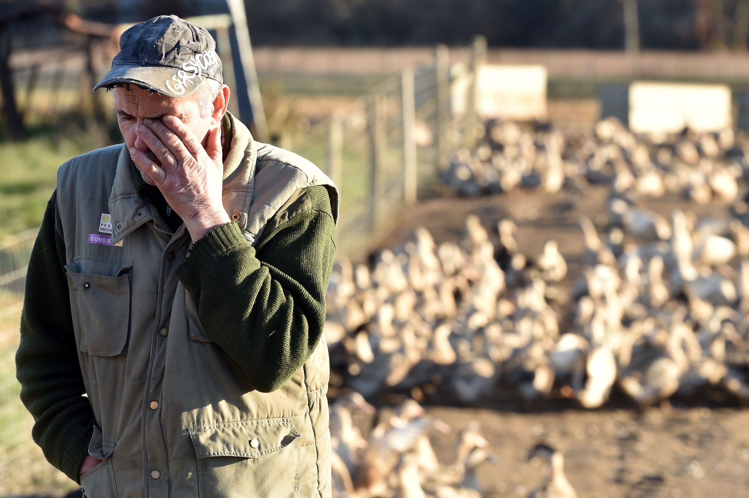 Major avian influenza outbreak hits French game farms