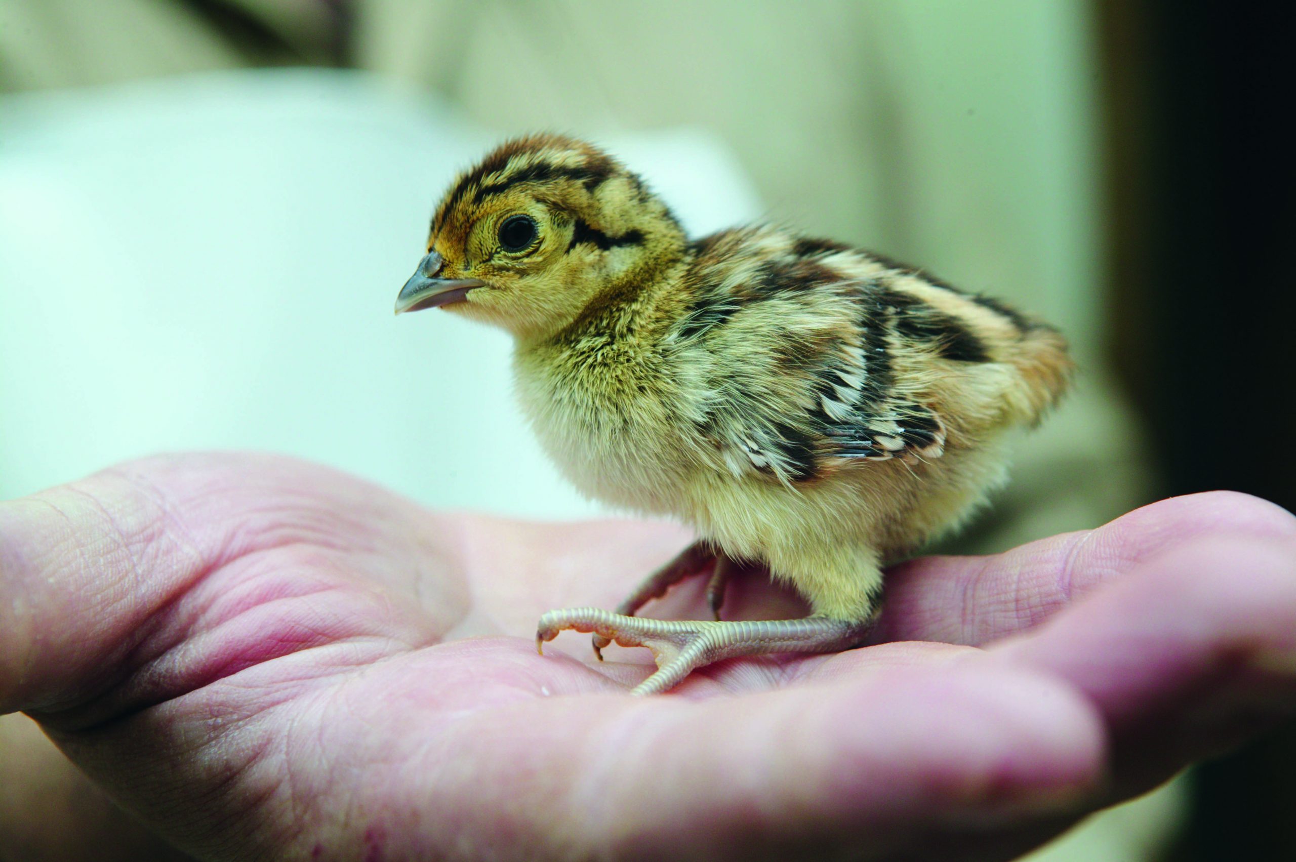 No poults, chicks or eggs will come from France to the UK for this rearing season