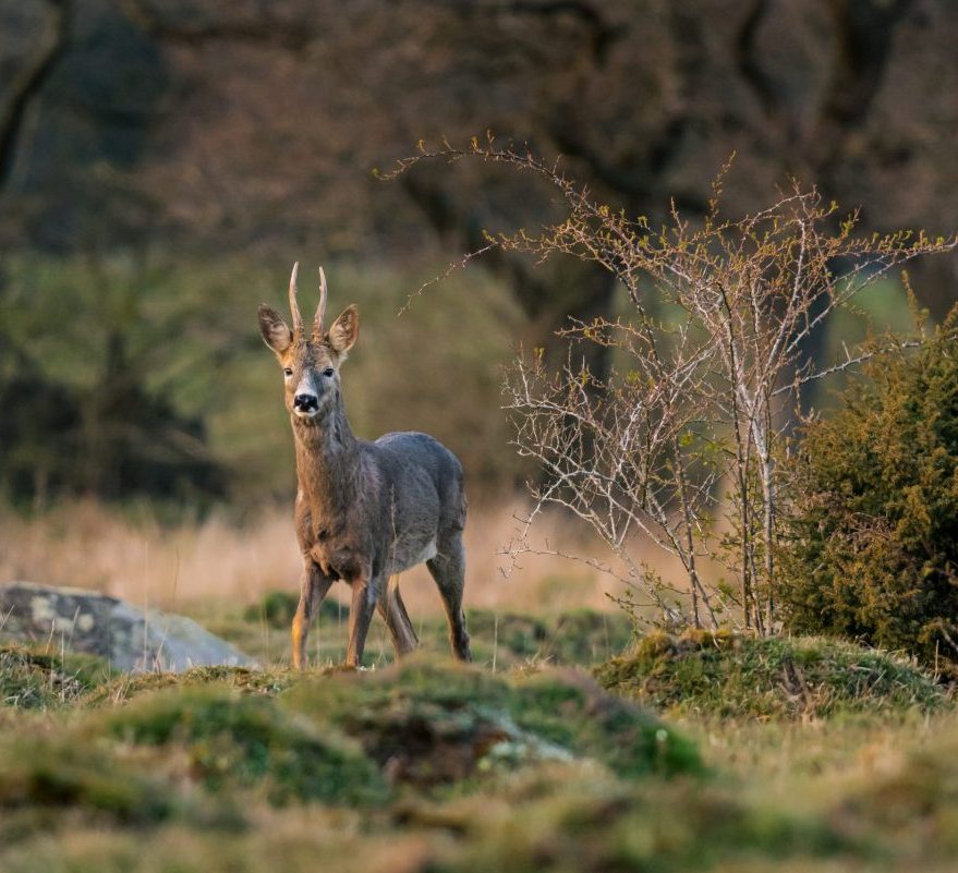 Chris Dalton talks about living in the golden age of roebuck