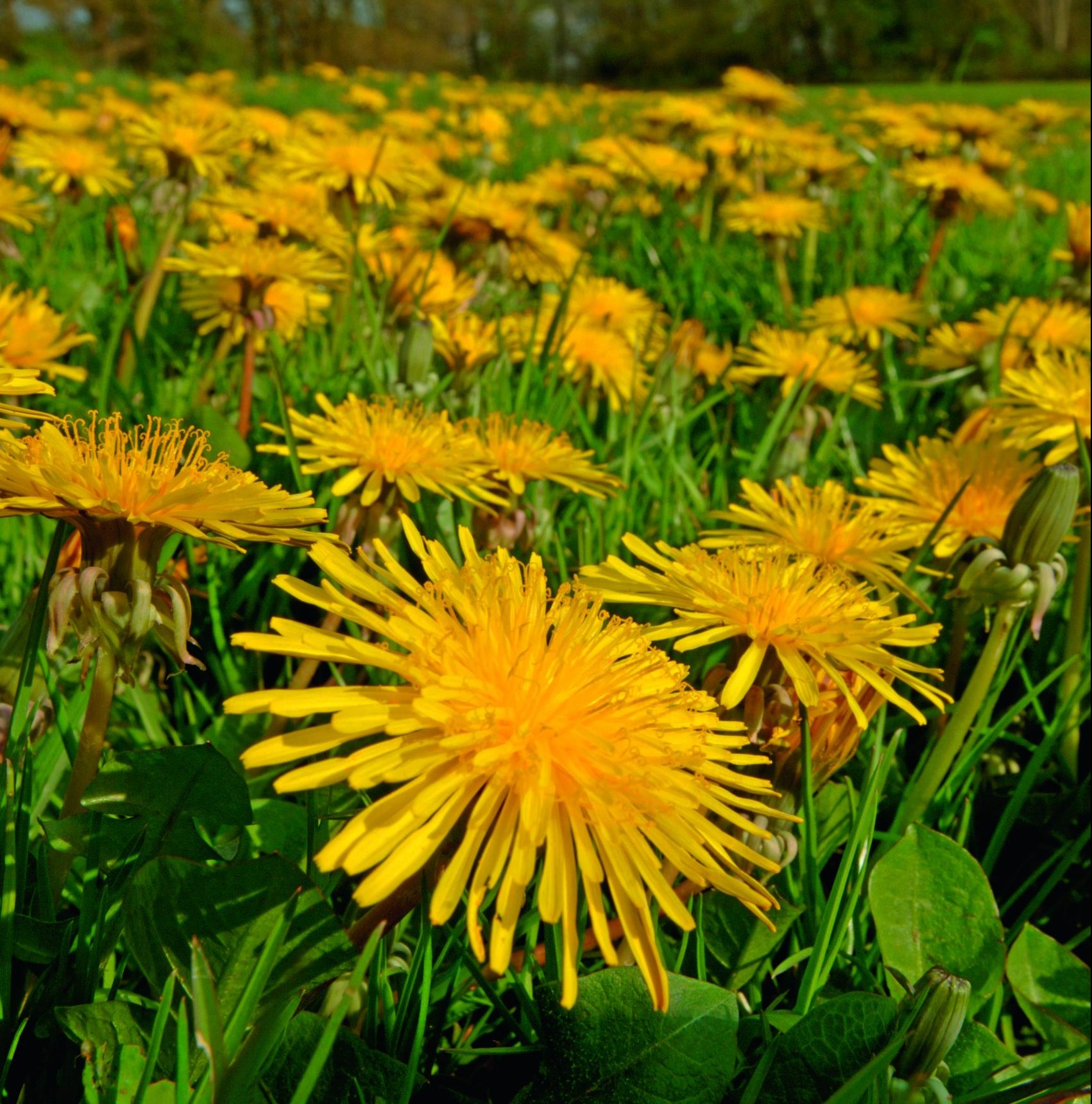 How to make coffee, wine and more out of dandelion