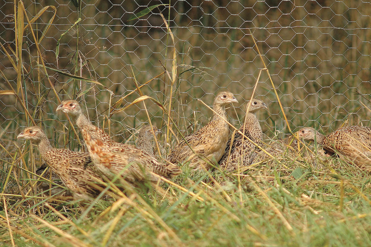 Pheasant poults 