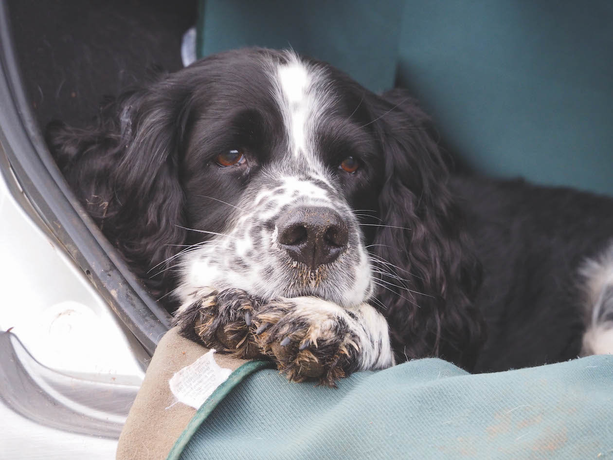 Do dogs mourn?