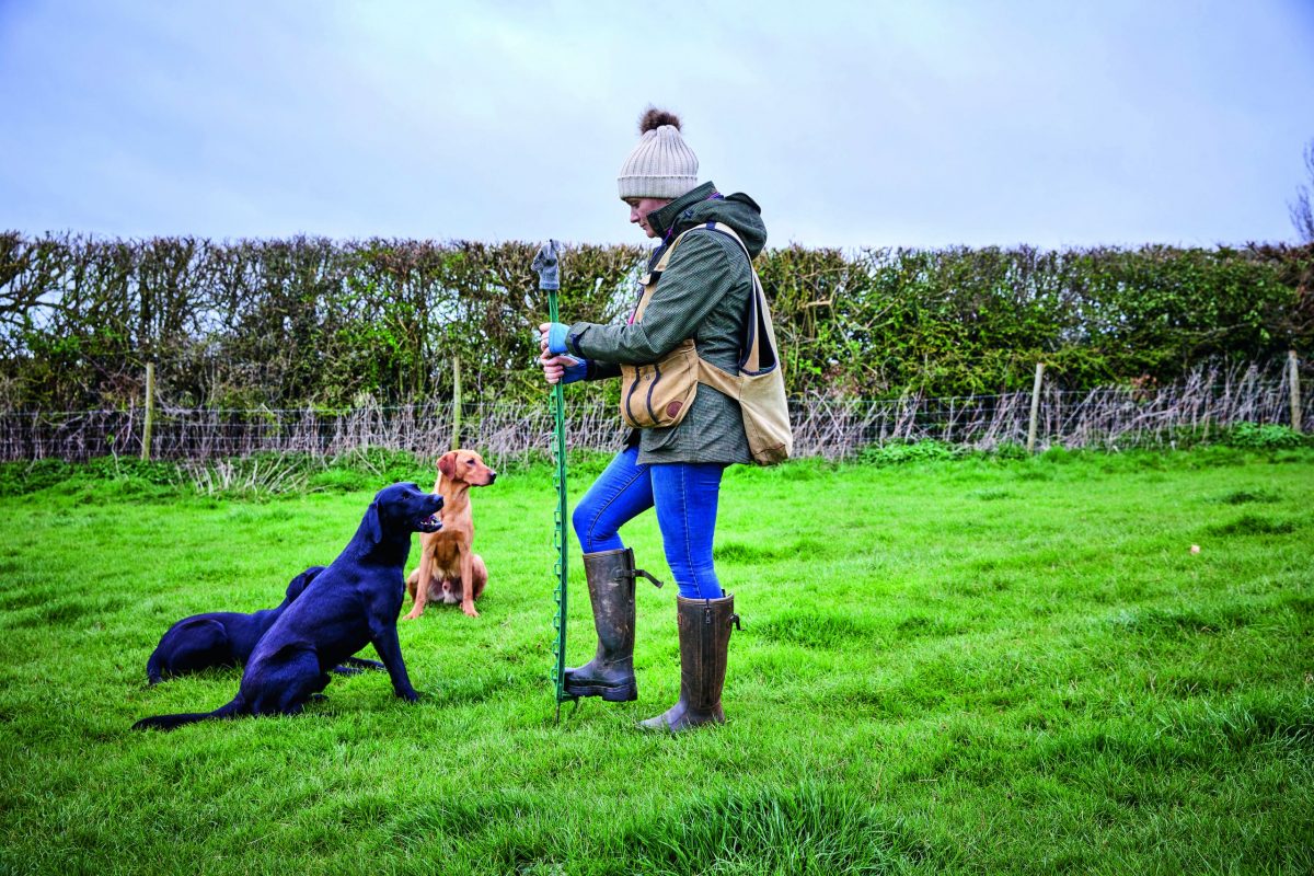 Teaching a dog to engage their scent detection