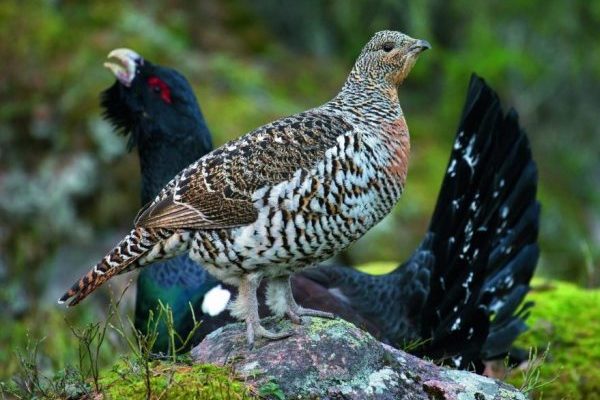 The problem with political intervention in wildlife management