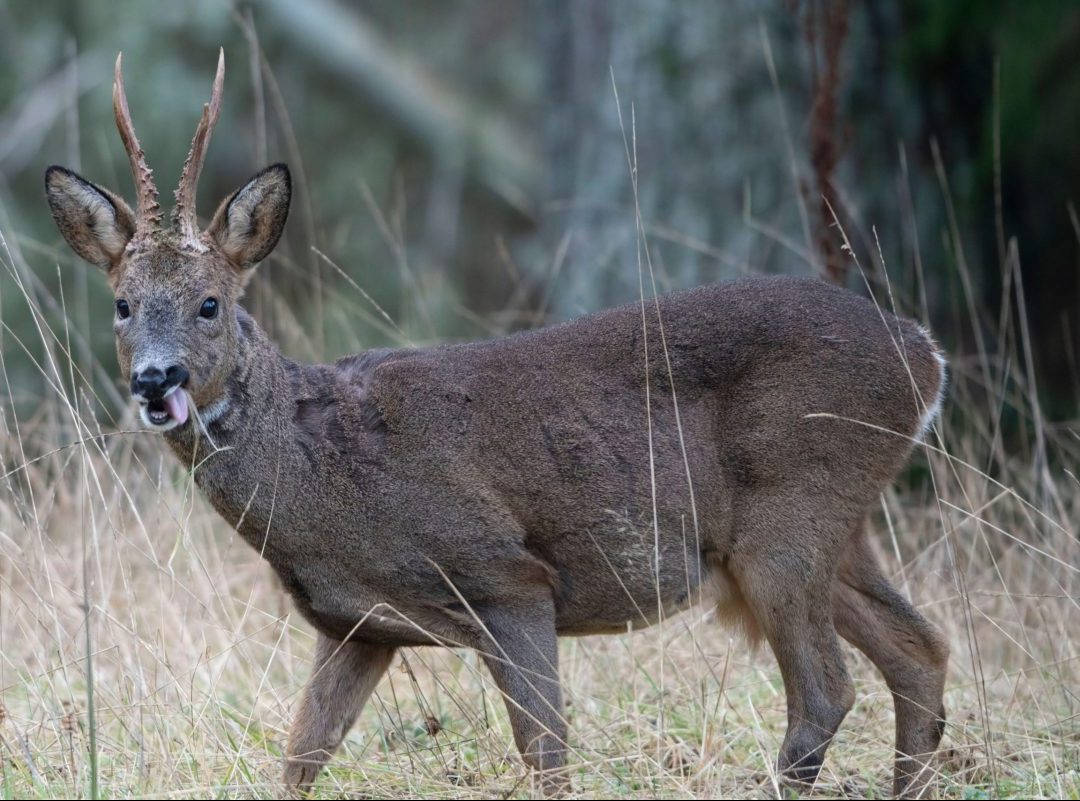 Why studying your local roe deer population is essential to good stalking