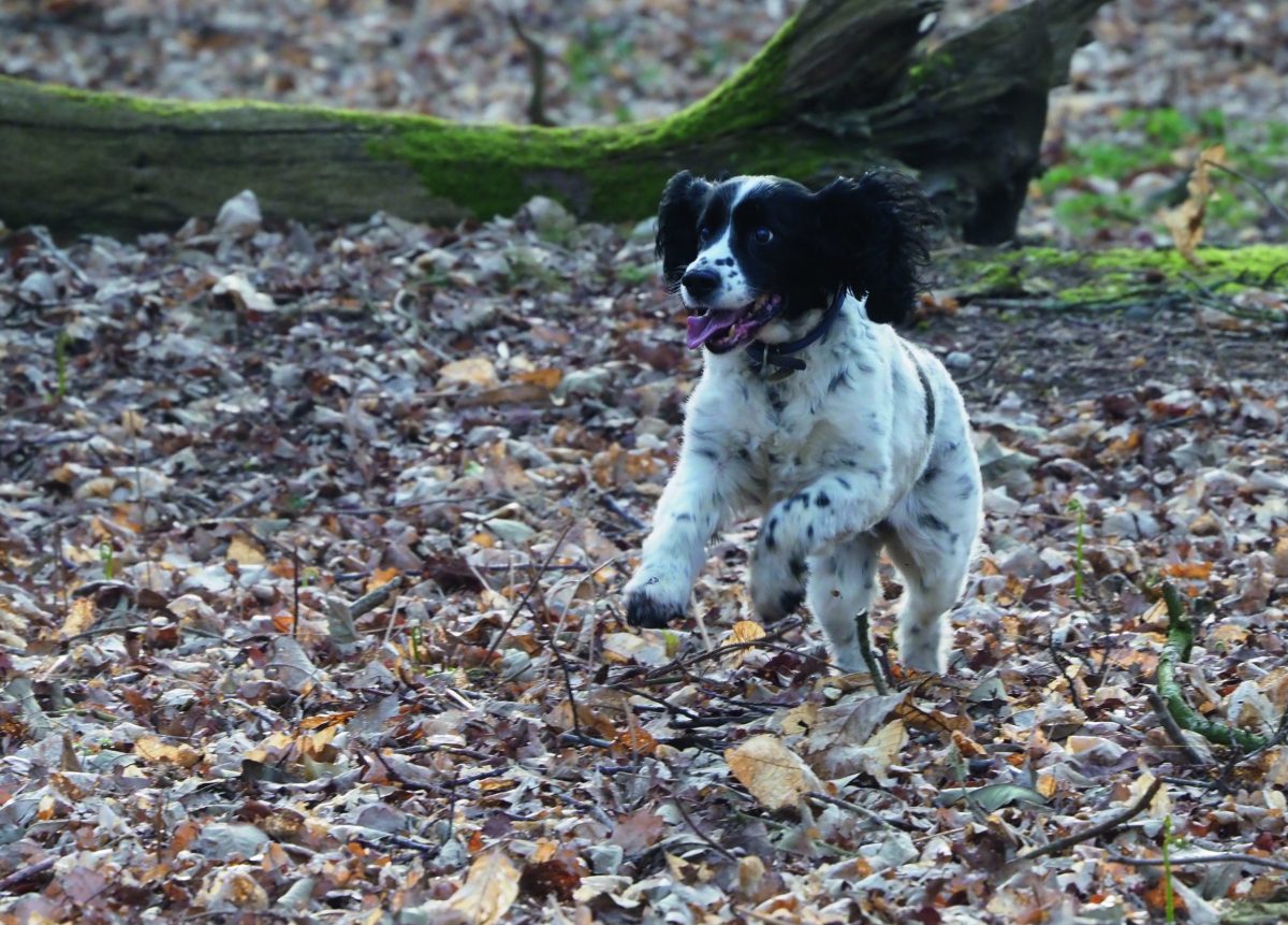 Putting a dog to sleep &#8211; it&#8217;s the end of an era