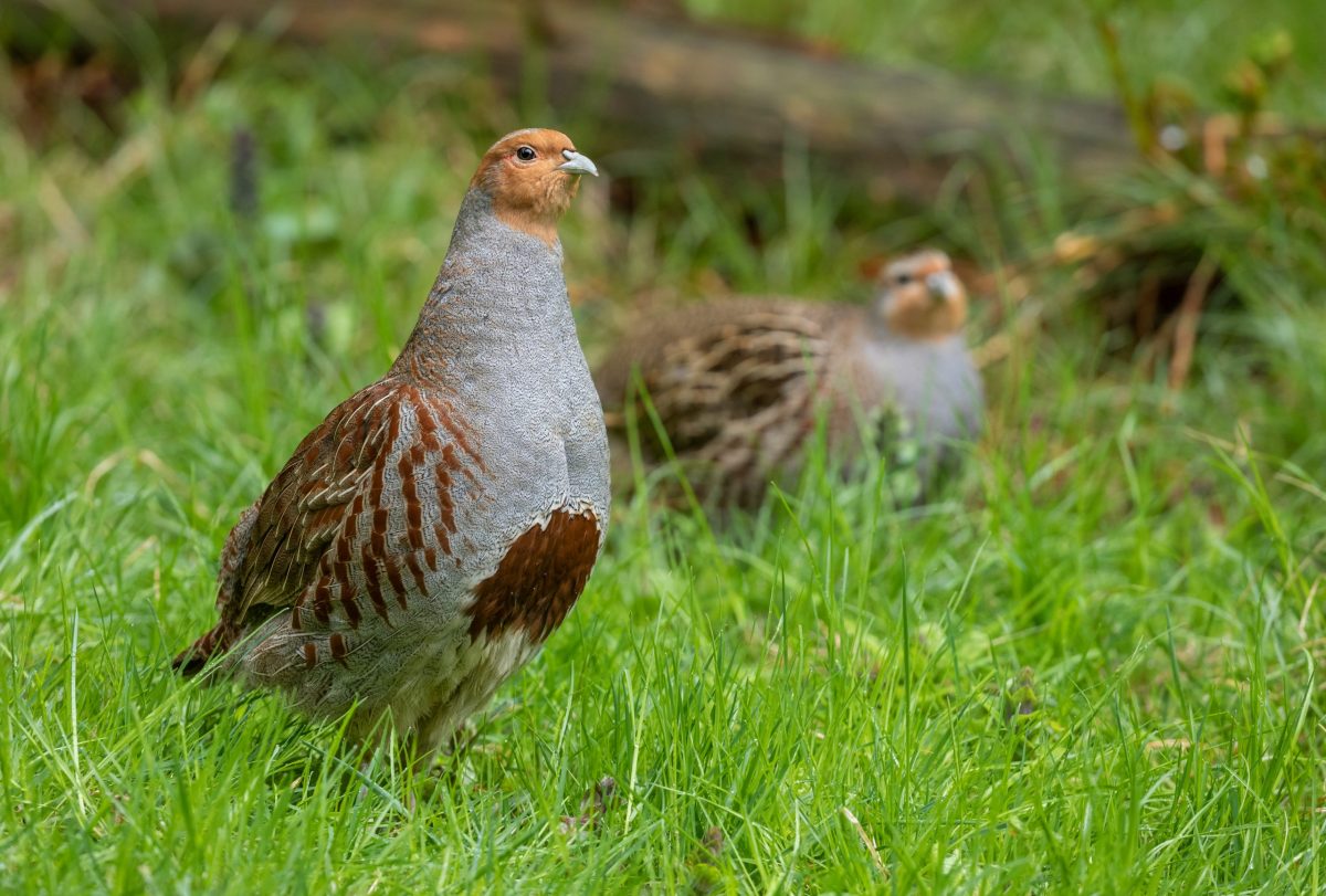 What does the rising cost of feed mean for estate conservation budgets?