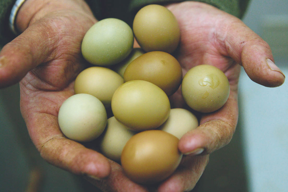 Rearing your own pheasants: how to hatch a plan