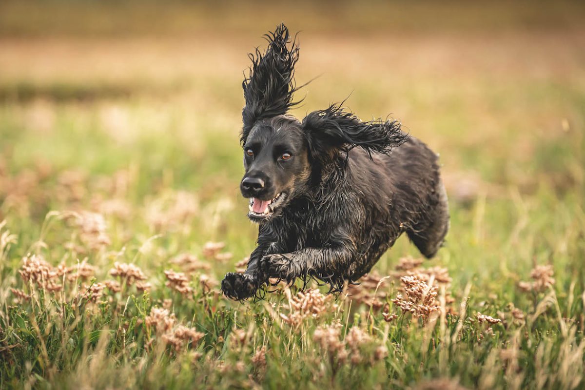 Why spaniels could be a property developer&#8217;s best friend