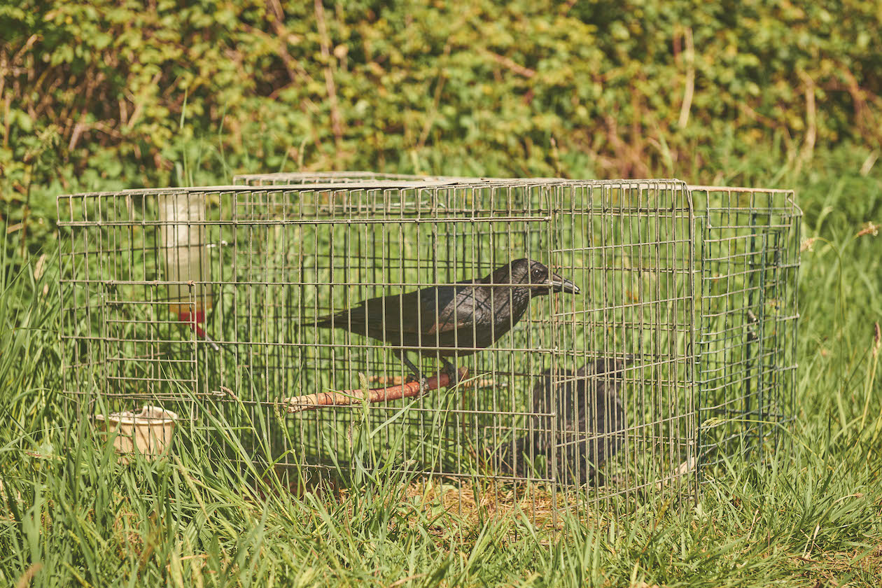 Crow in Larsen trap 