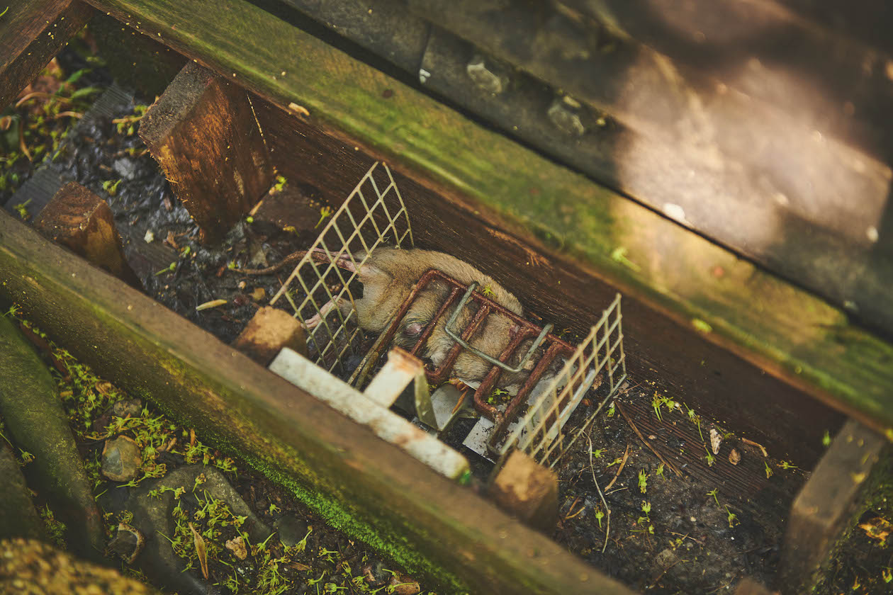 Tunnel trap with rat 