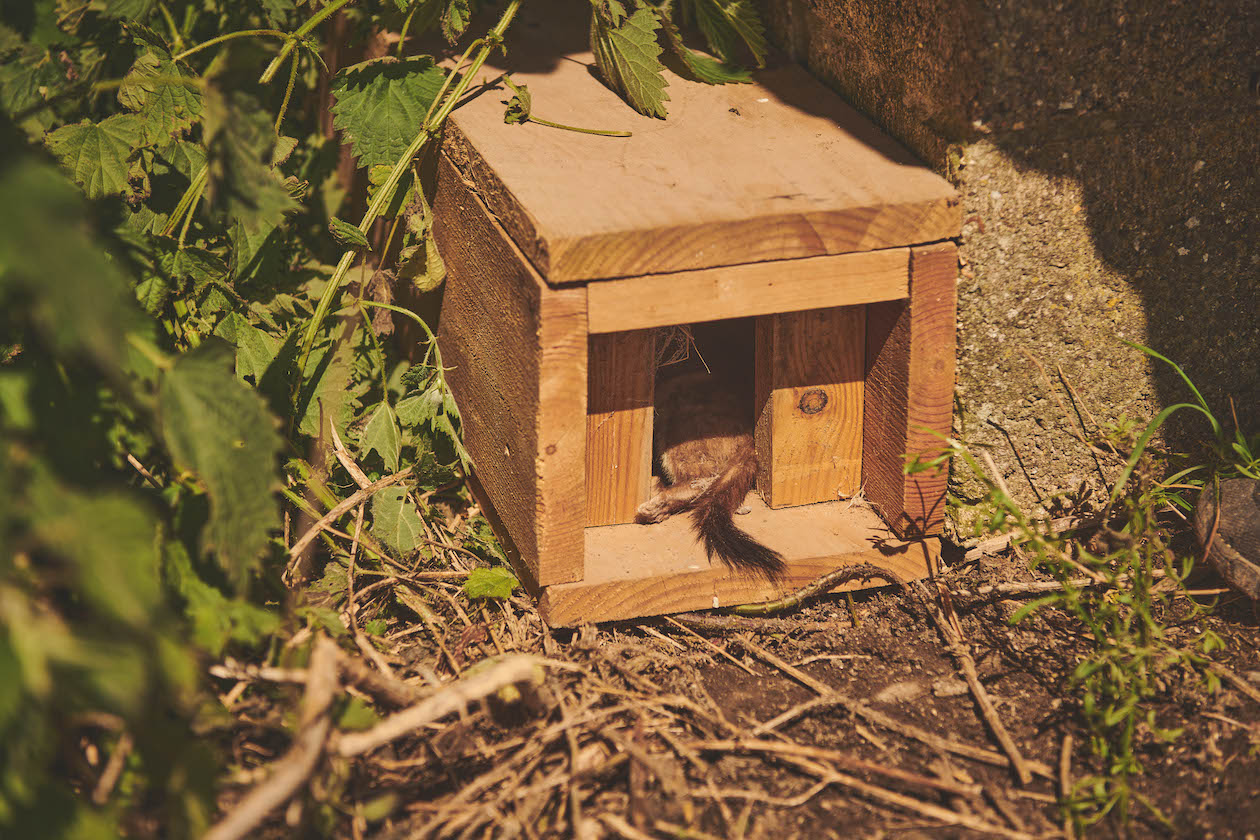 Tunnel trap with stoat 