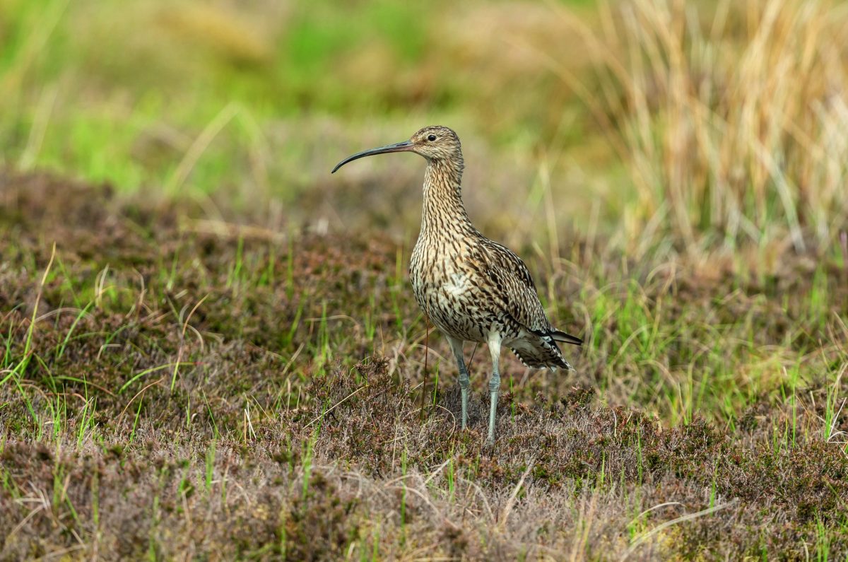 New data shows catastrophic wader collapses