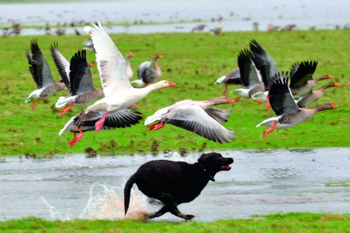 Are cats and dogs killing off our gamebirds?