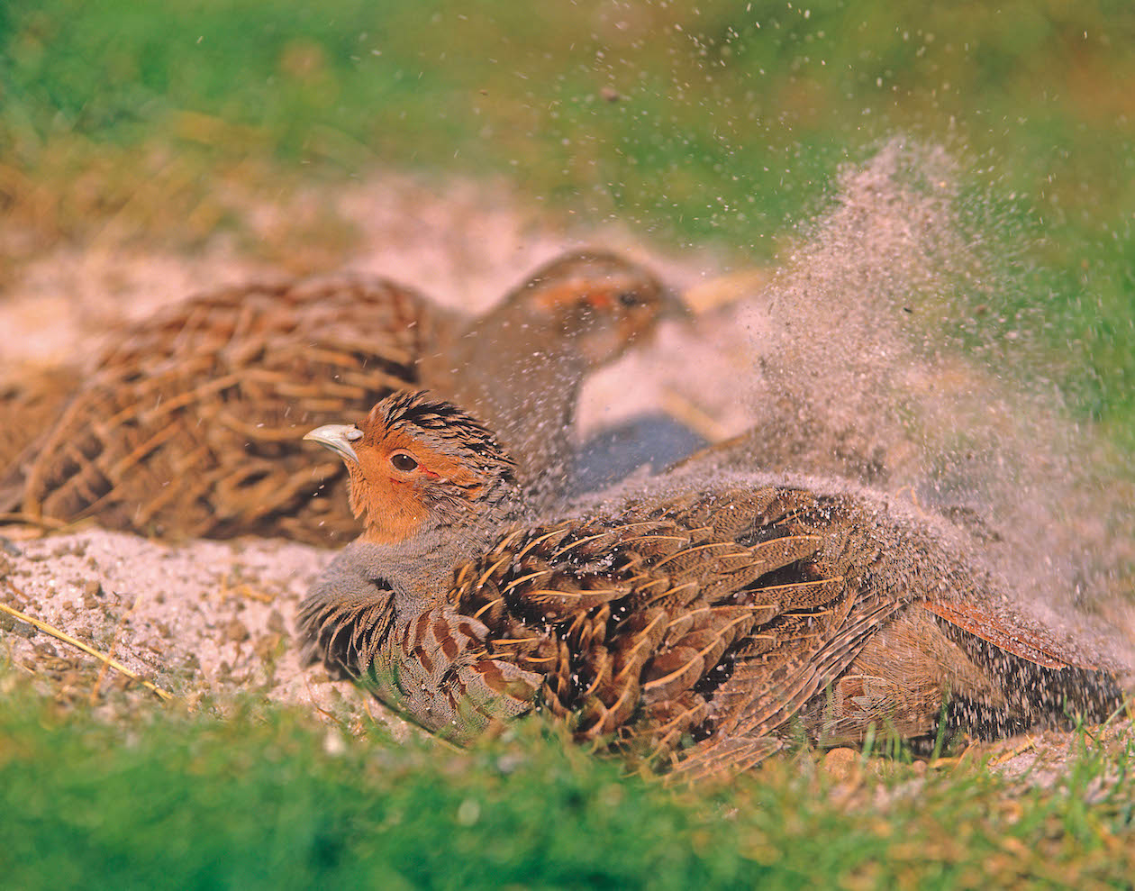 grey partridge 