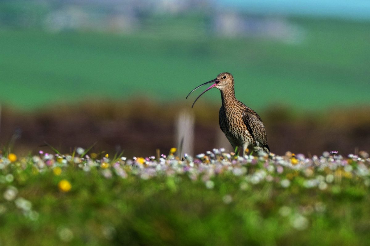 Are curlew numbers declining? The suggests they are