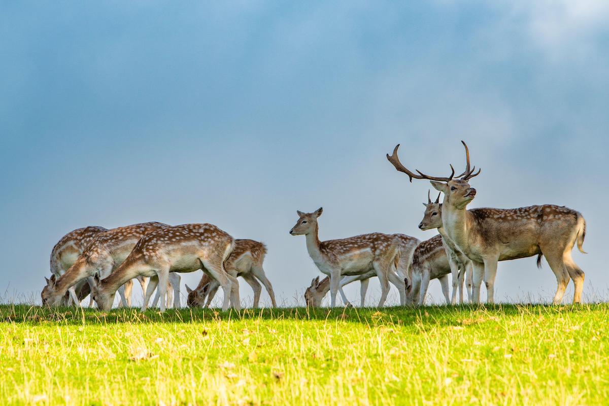 Fallow deer