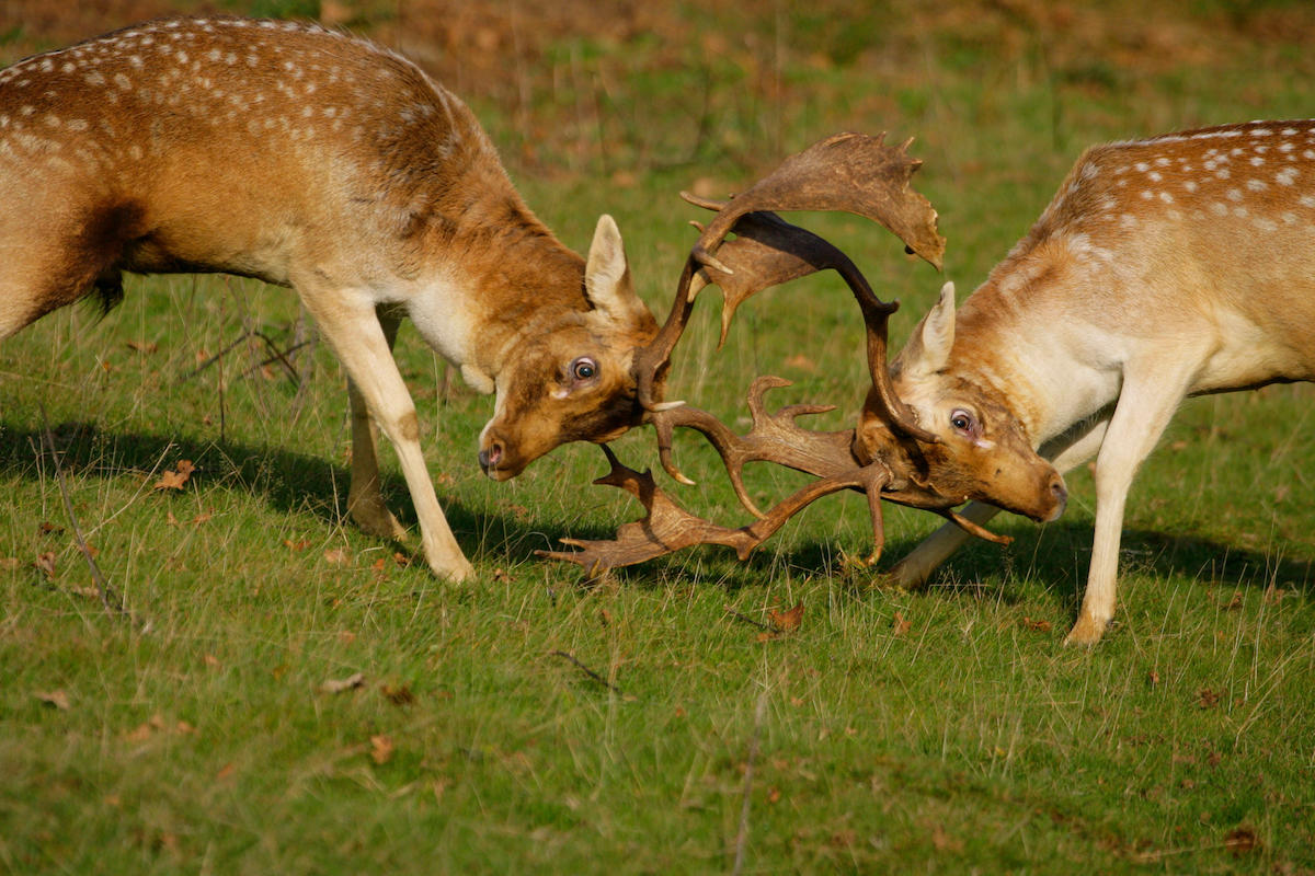 Fallow deer: an historic feature of the countryside