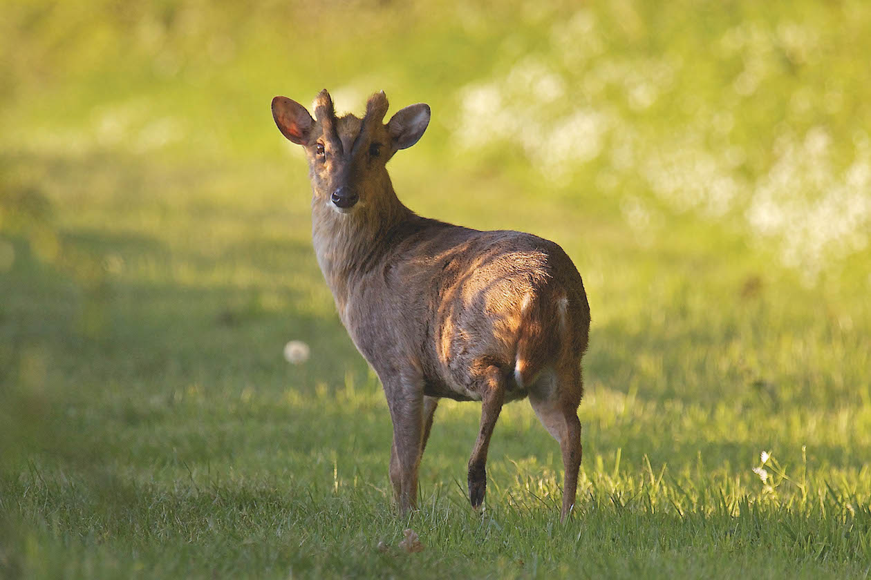 Deer ammunition: does your chosen calibre fit the bill?