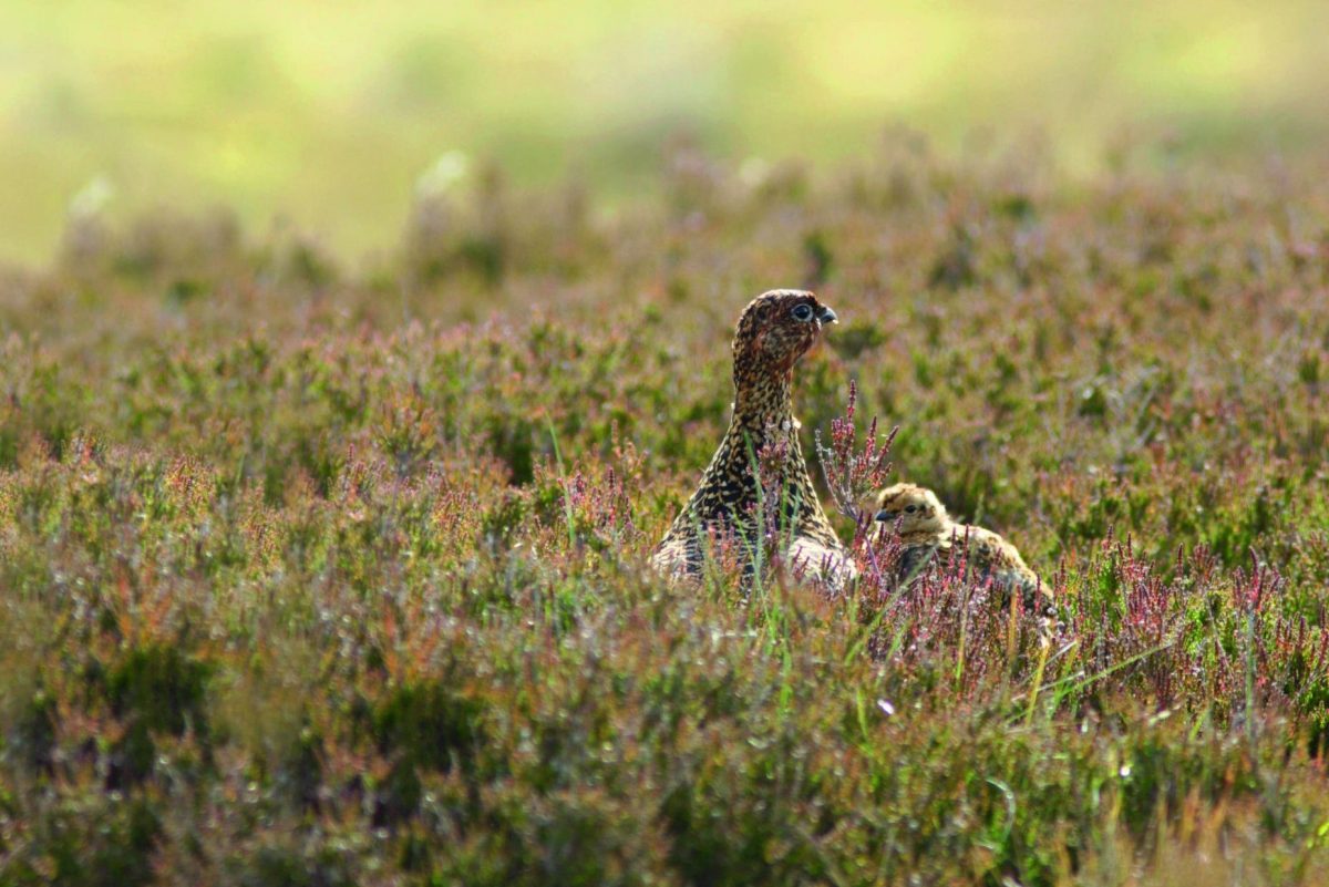 Predator control means wild birds are thriving