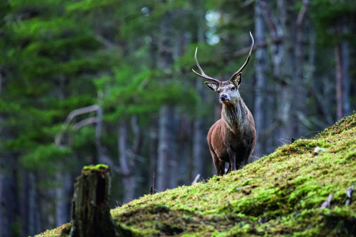 Crackdown on illegal coursing, hunt trial failure and support for deer managers &#8211; this week in fieldsports