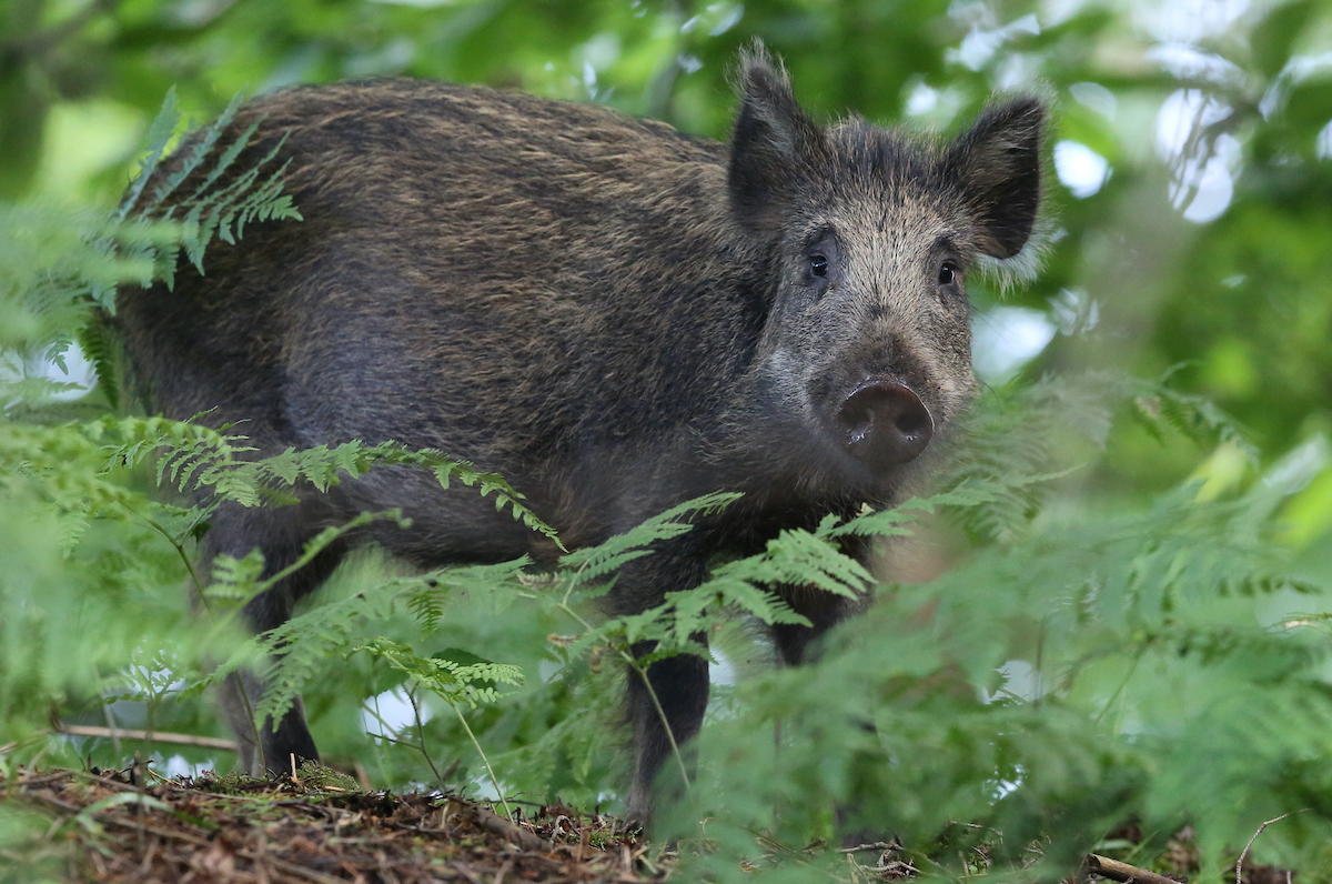 Feral pigs: why I was ecstatic to find them on my beat in Scotland