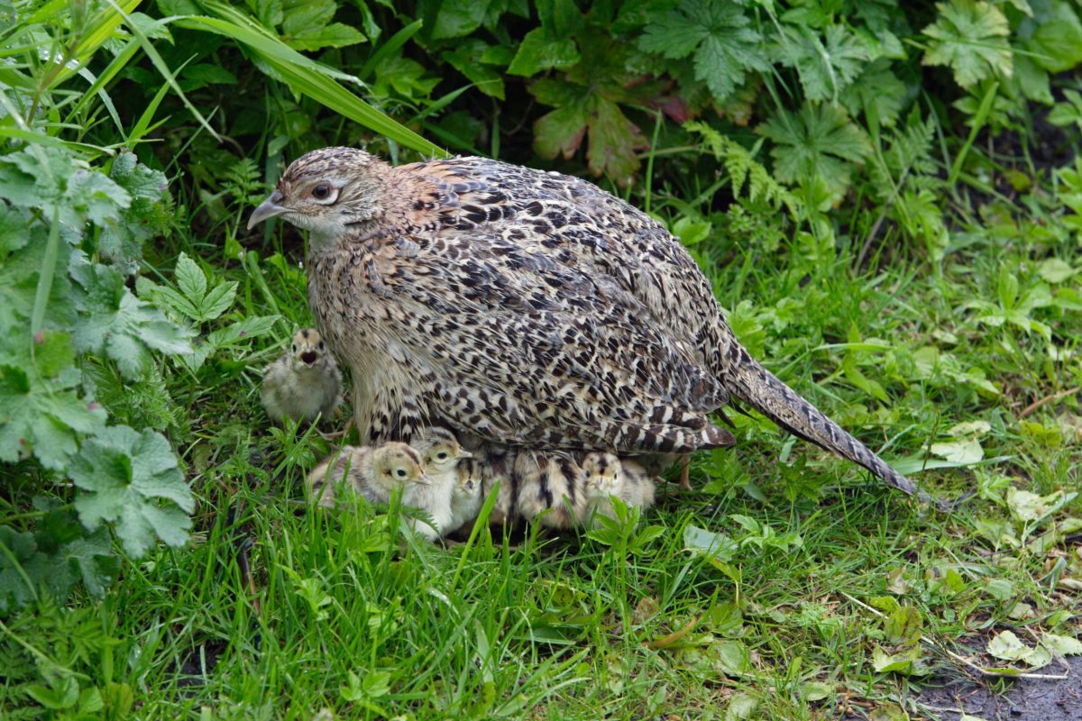 Are hen pheasants poor mothers? Mike Swan says no