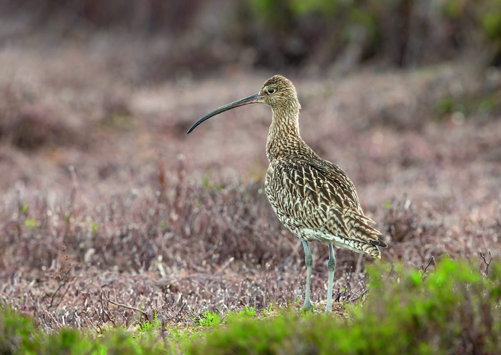 Managed grouse moors hold twice the curlews, Teesdale survey finds