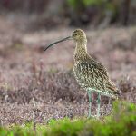 Managed grouse moors hold twice the curlews, Teesdale survey finds