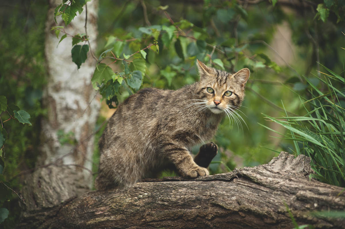 Police investigate rewilding group over dubious claims