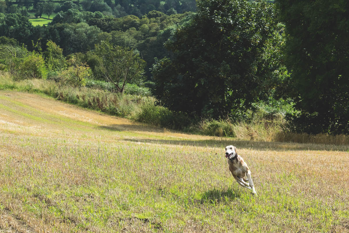 Hare coursers sell dogs openly online