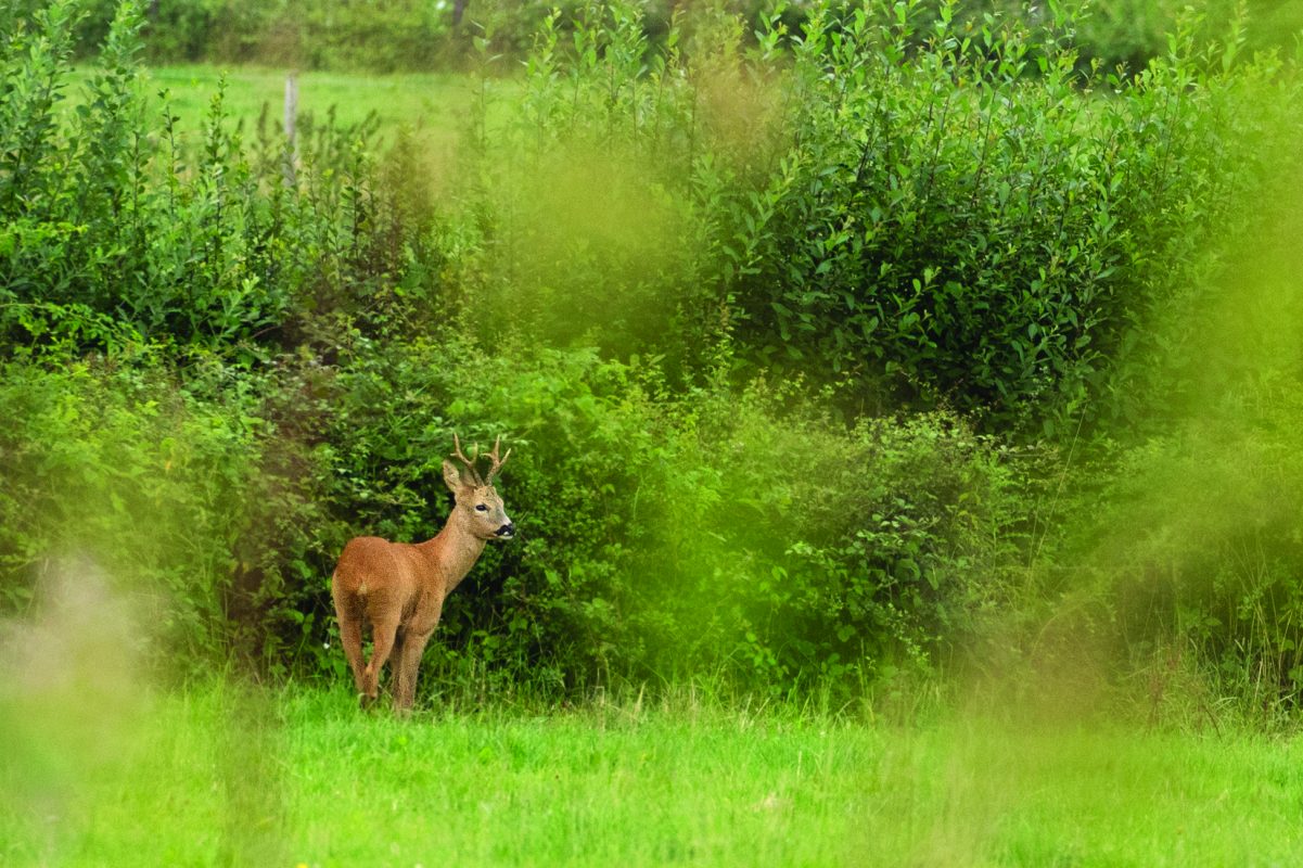 Stalking medal roebuck in the English countryside