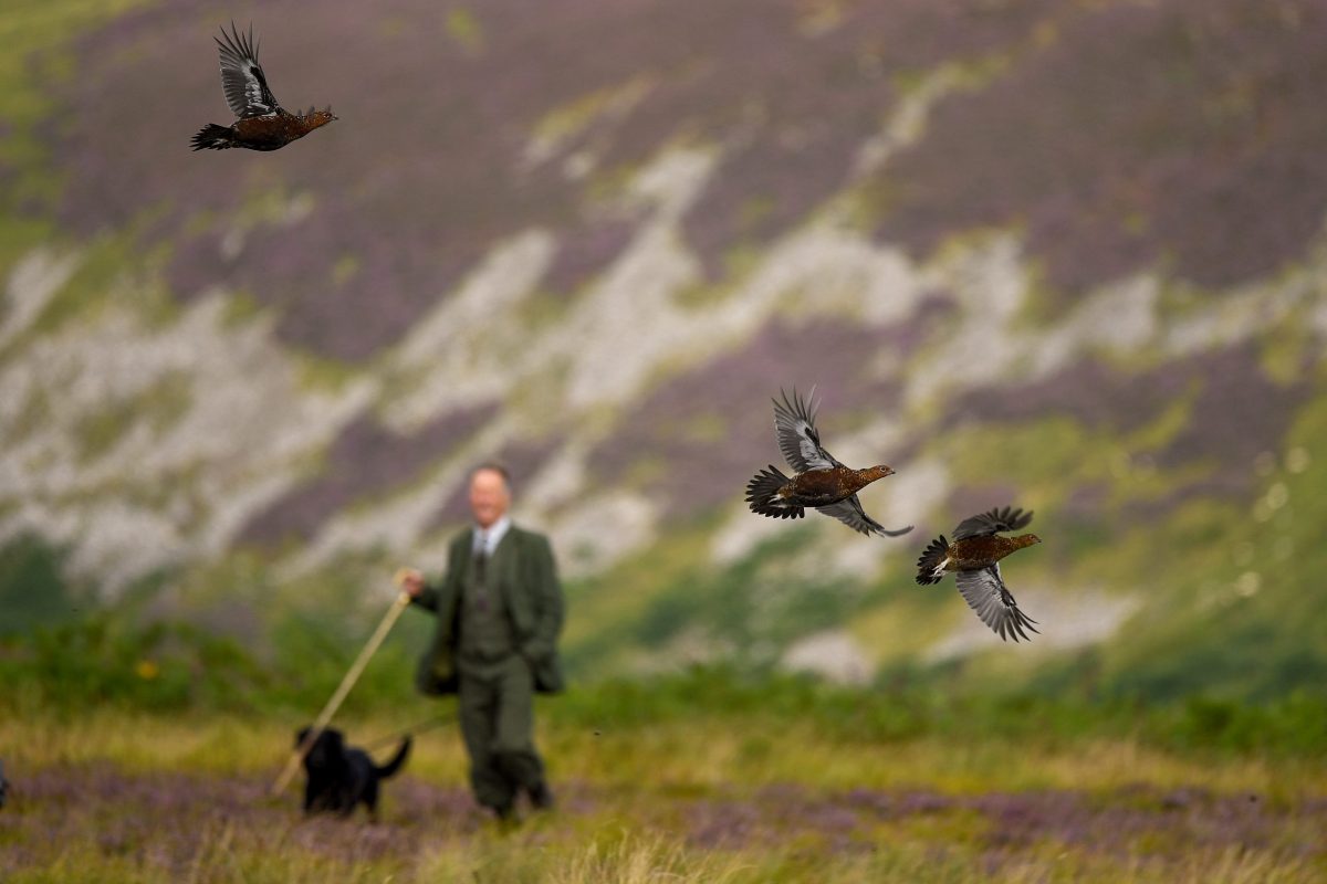 Grouse numbers looking good ahead of the Glorious Twelfth