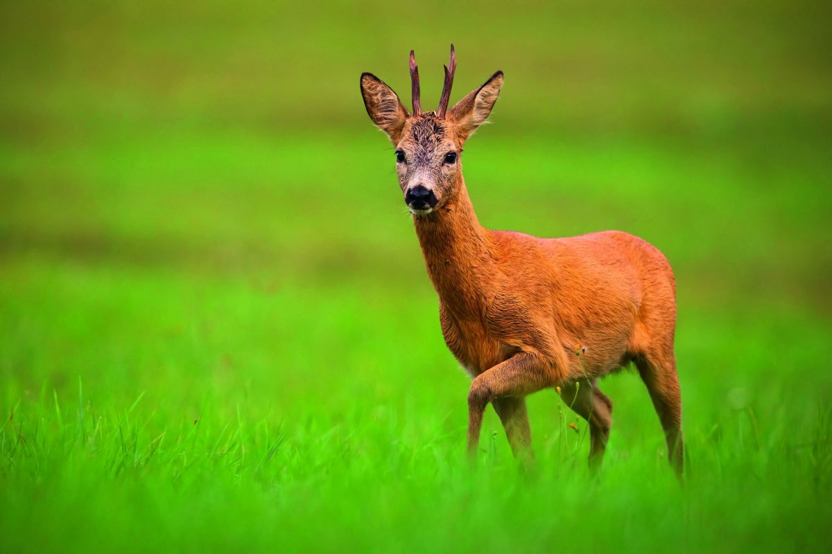 Deer stalking in remote areas &#8211; why it&#8217;s worth it