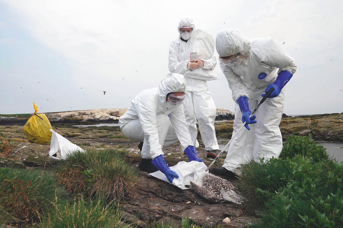 In the HPAI bird flu battle, this is how wildfowlers can help