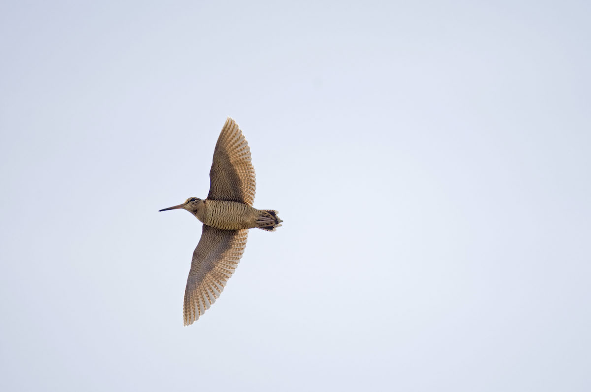 Woodcock