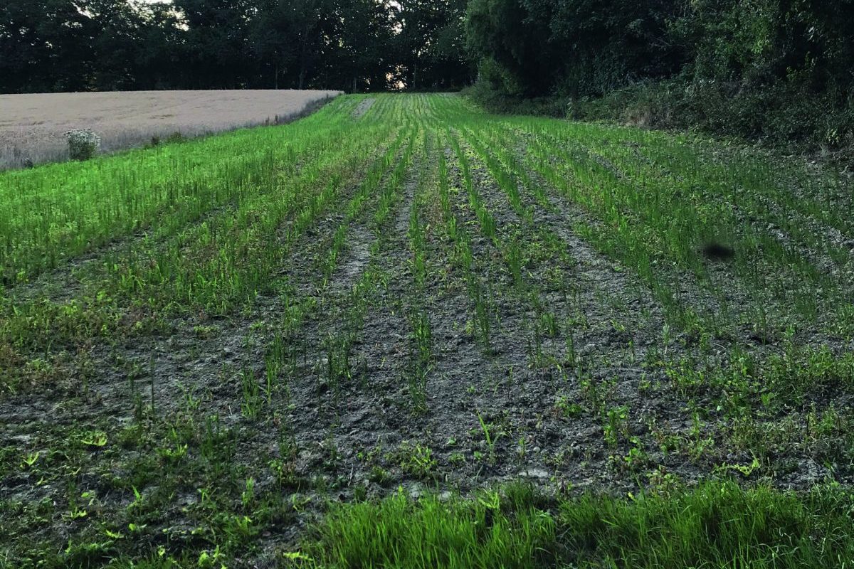 How has this summer&#8217;s drought affected game crops?