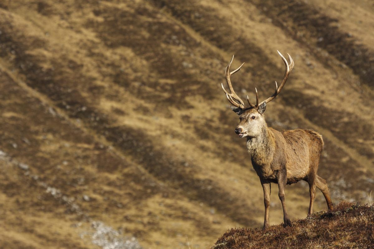 Leading academics hit out at ‘avalanche’ of misinformation over trophy hunting