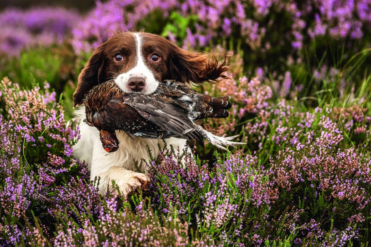 Is it a bad idea to cross-breed dogs?