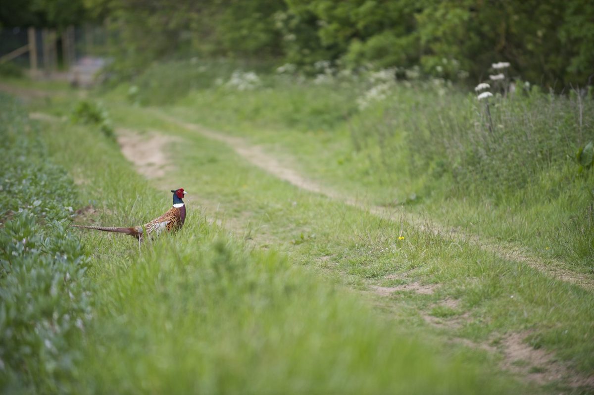 Shooting organisations prepare evidence for gamebird releases in Wales