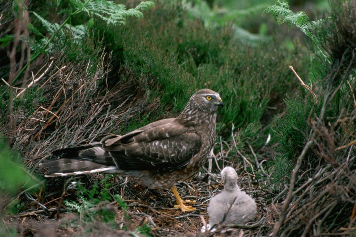 New record number of hen harrier chicks