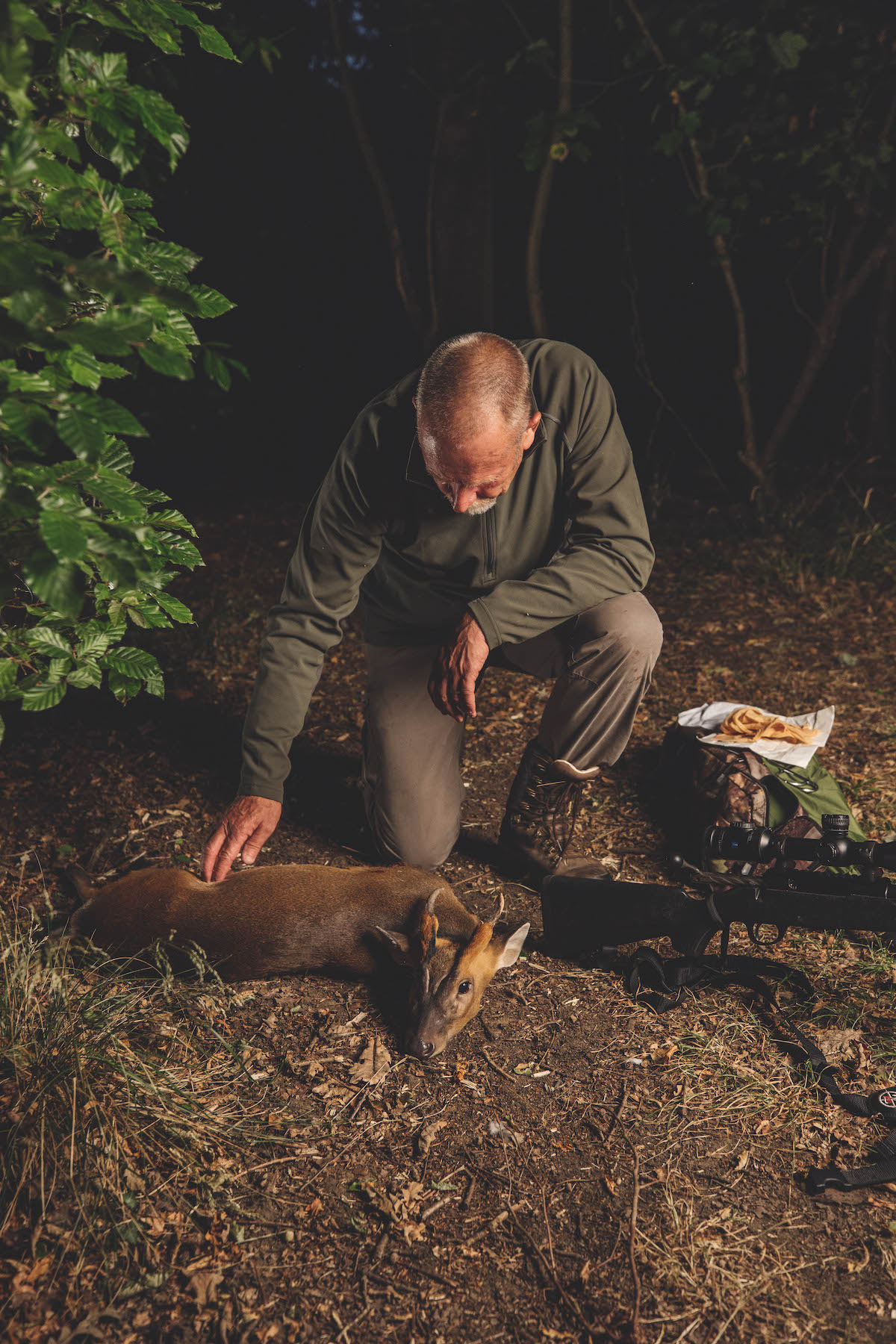 dead muntjac deer