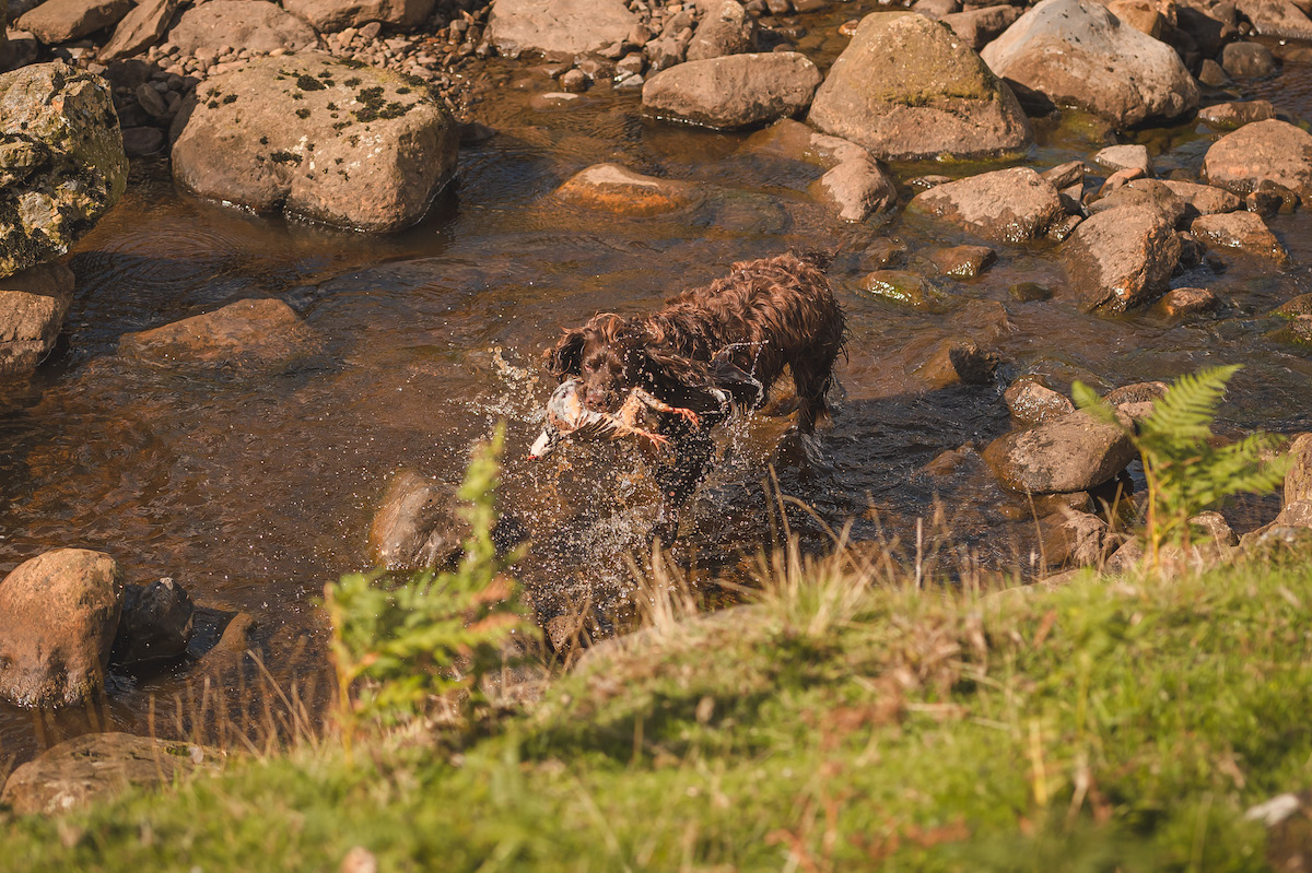 spaniel retrieving partridge