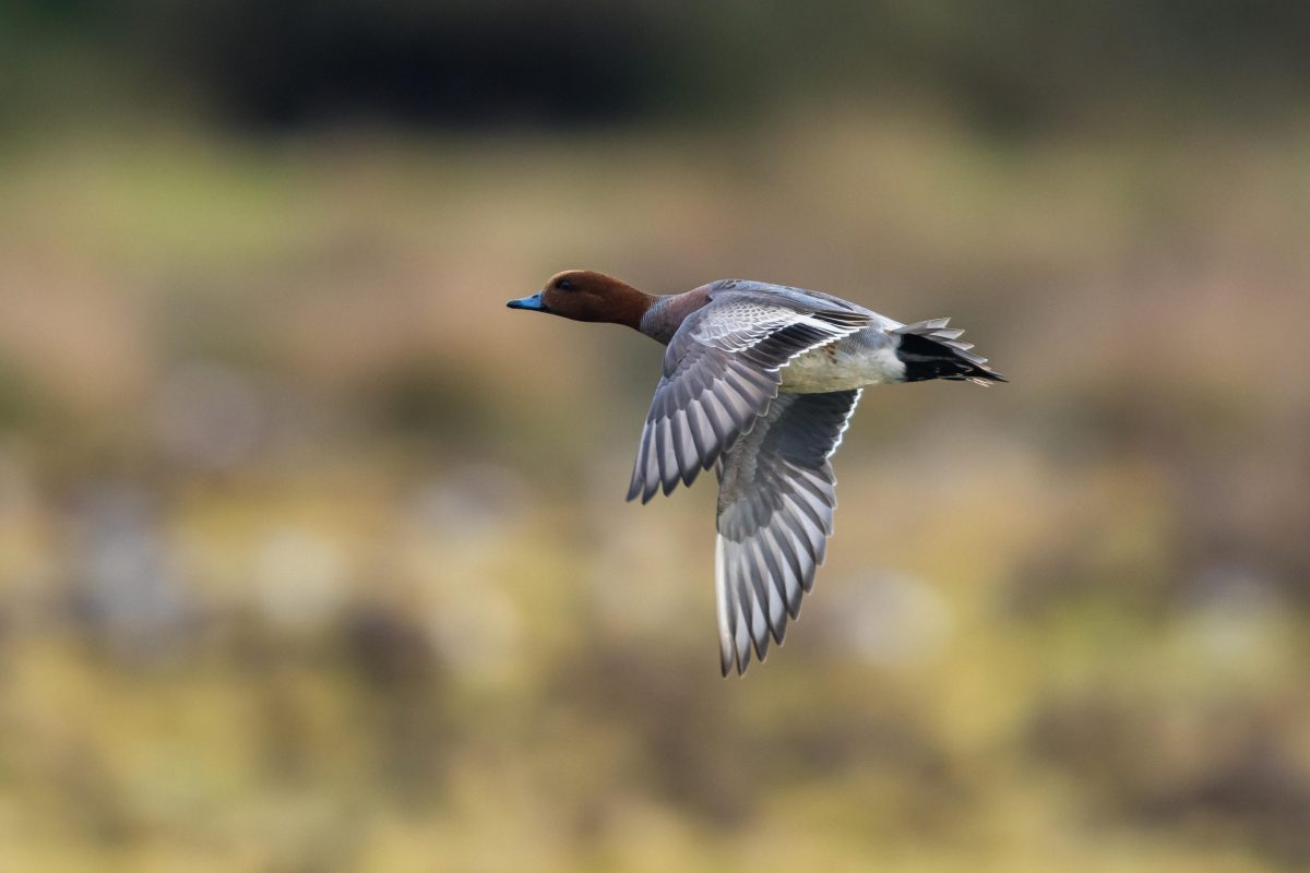 Migrant arrivals begin with pinks and wigeon spotted over Western Isles