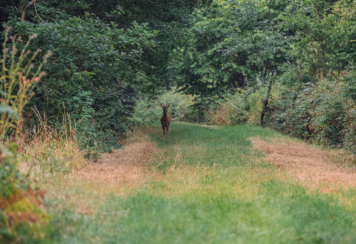 roe deer