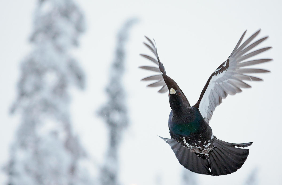 Capercaillie in Finland