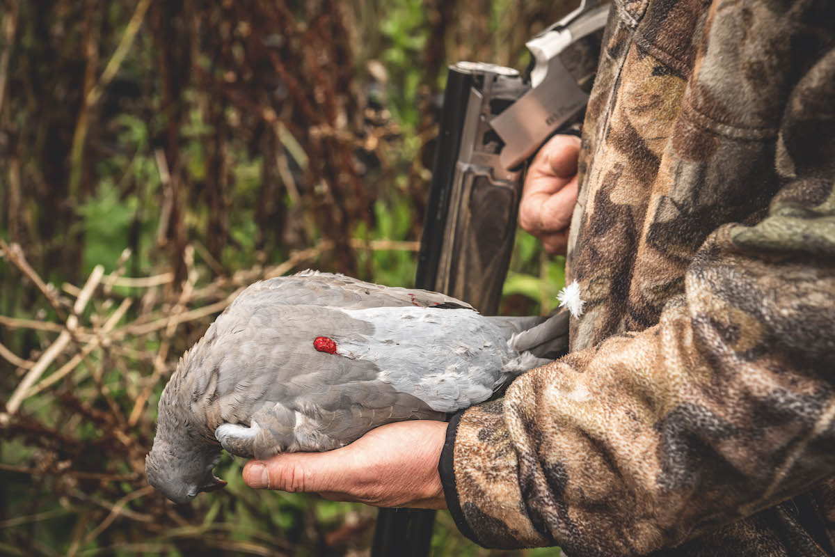 Shot pigeon 