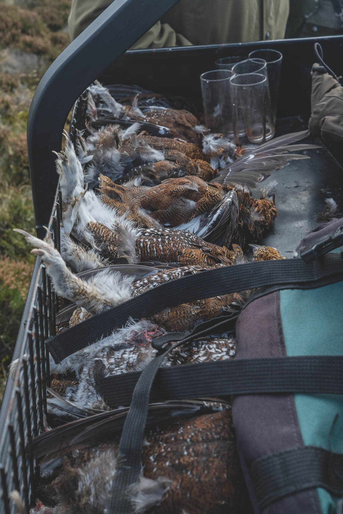 shot grouse 