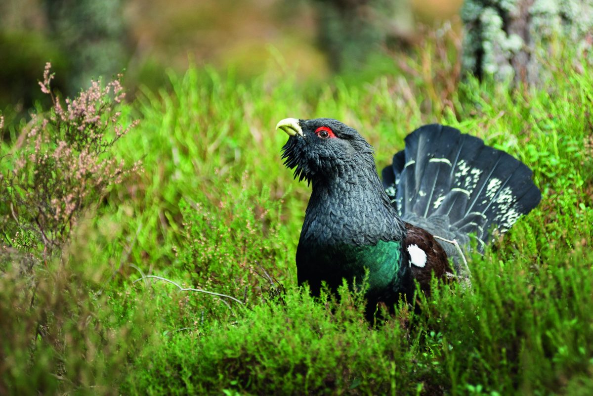 News in brief this week: clarification on lead ammo ban and positive signs for capercaillie