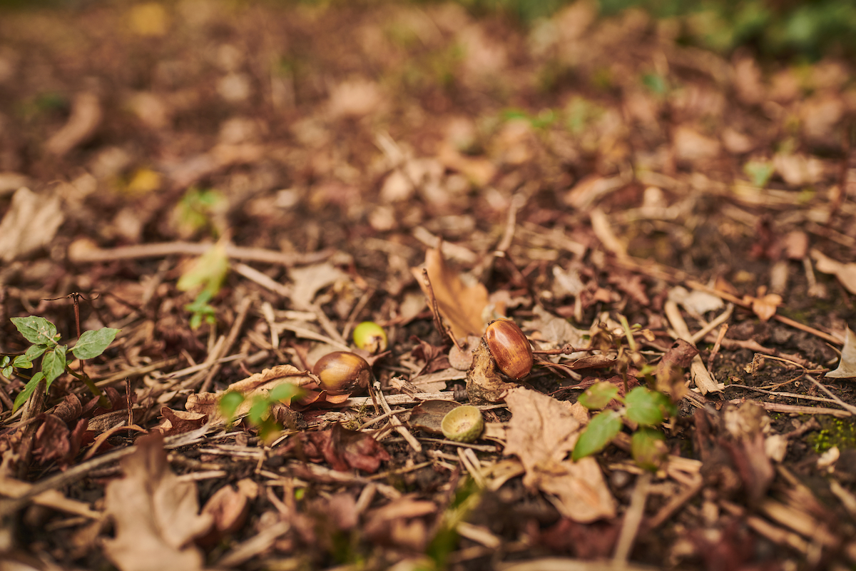 acorns 